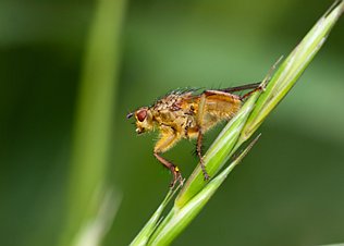 Muggen en vliegen