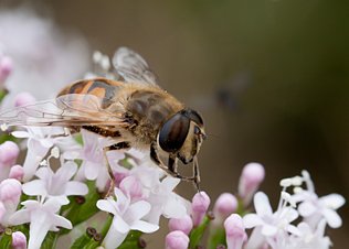 Zweefvliegen, Bijen en Homels