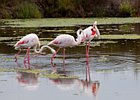 2011-07-26 11-50-19 0118 Flamingo's
