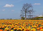 2019-04-05 12-55-23 0024 Bollenstreek