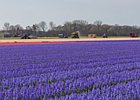 2019-04-05 13-32-52 0053 Bollenstreek