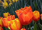 2019-04-07 11-18-42 0005 Keukenhof