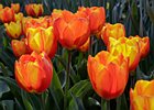 2019-04-07 11-19-40 0007 Keukenhof