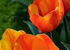 2019-04-07 11-20-24 0009 Keukenhof