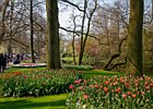 2019-04-07 11-30-04 0018 Keukenhof
