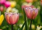 2019-04-07 12-08-19 0058 Keukenhof