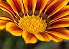 2010-07-18 12-21-05 0015 Gazania