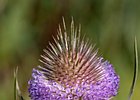 2010-07-18 16-29-14 0216 Distel