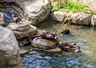 2018-09-29 13-29-30 0041 Dierentuin Wildlands Emmen