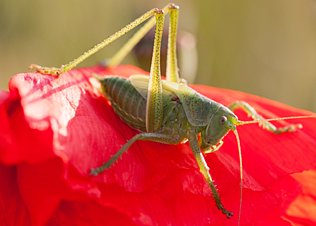 Krekels en sprinkhanen