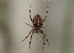 Spinnen