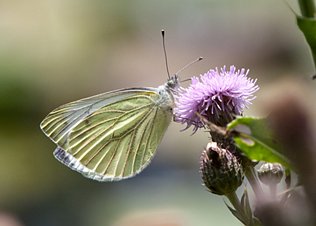 Vlinders, rupsen en motten