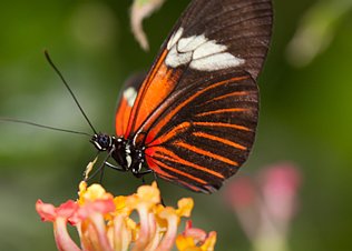 Vlindertuin Leidschendam