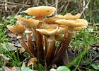 2008-10-19 15-01-43 0002 Paddestoelen
