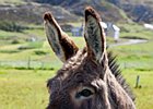 2015-06-14 11-36-36 0004 Fanad Head