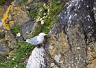 2015-06-07 12-15-42 0038 Carrick-A-Rede Rope Bridge, Ballintoy