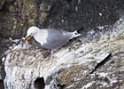 2015-06-07 12-18-53 0047 Carrick-A-Rede Rope Bridge, Ballintoy