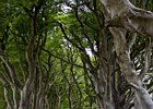 2015-06-06 12-03-48 0007 Dark Hedges