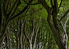 2015-06-06 12-16-26 0010 Dark Hedges