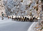 2013-10-04 15-13-45 0010 Schaapen bij Kourtaliotiko canyon