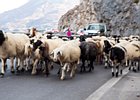 2013-10-04 15-14-01 0010 Schaapen bij Kourtaliotiko canyon