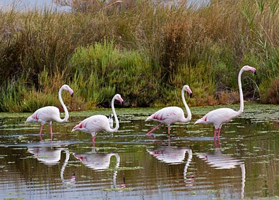 Camarque Frankrijk, Camargue, Zomervakantie 2011