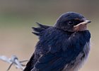 2011-07-18 0014 Jonge zwaluw
