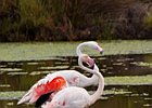 2011-07-26 11-51-03 0121 Flamingo's