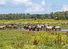 2017-08-06 13-39-39 0040 Oostvaardersplassen