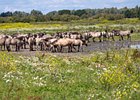 2017-08-06 13-48-03 0055 Oostvaardersplassen