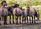 2017-08-06 13-49-52 0058 Oostvaardersplassen