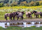 2017-08-06 13-54-52 0064 Oostvaardersplassen