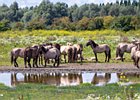 2017-08-06 13-55-18 0065 Oostvaardersplassen