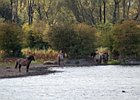 2017-08-06 14-15-52 0077 Oostvaardersplassen