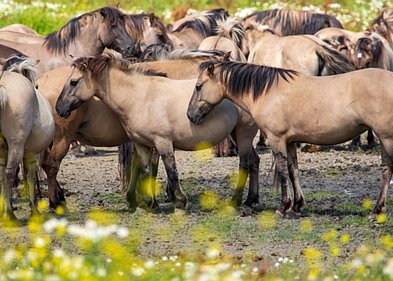 Oostvaardersplassen Wandeling Oostvaardersplassen